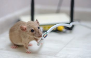 mouse-chewing-electrical-wire