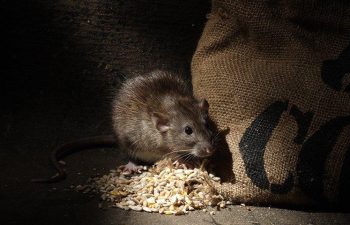 norway-rat-eating-grain-inside-home