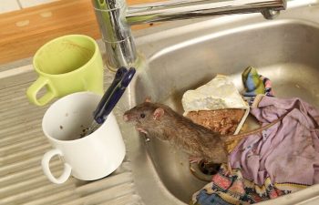 rat-in-dirty-sink-1