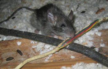 ratchewing